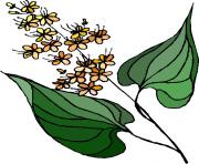 flower clipart 806916