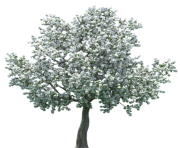 Realistic Blossom Tree PNG Clip Art