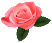 Pink Rose PNG Clipart