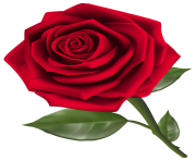 Beautiful Red Rose PNG Clipart