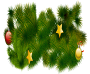 fir tree png transparent 2479