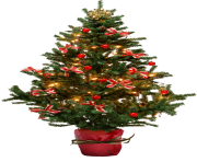 fir tree png transparent 2515