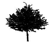 simple black tree png image