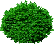 fir tree png transparent 2469