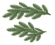 fir tree png transparent 3682