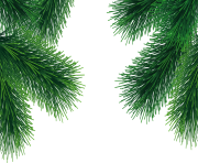 fir tree png transparent 3695