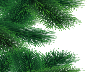 fir tree png transparent 3696