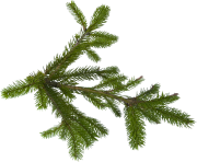 fir tree png transparent 3687