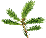 fir tree png transparent 3685