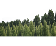 forest tree png image clipart