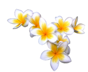 Plumeria Flowers Png Photos