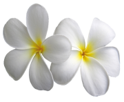 Plumeria Transparent Flowers Png