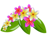 Plumeria Flowers Png Image