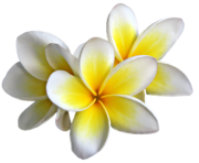 Plumeria Flowers Png Transparent Image