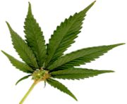 marijuana leaf small png