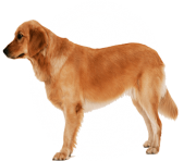 14 dog png image