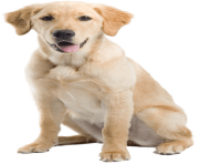 33 dog png image