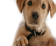 38 dog png image