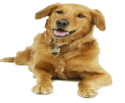 45 dog png image