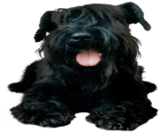 47 dog png image