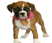 61 dog png image