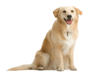 10 dog png image