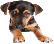 54 dog png image