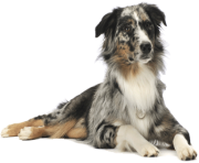 66 dog png image