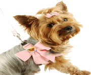 78 dog png image