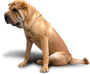 26 dog png image