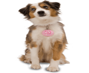 43 dog png image