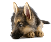 6 dog png image