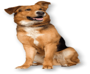 70 dog png image