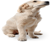 57 dog png image