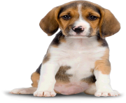 11 dog png image