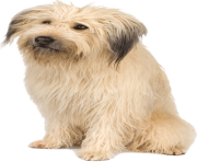 16 dog png image