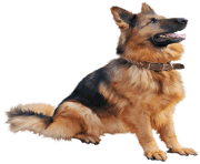 63 dog png image picture download dogs