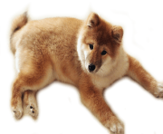 21 dog png image