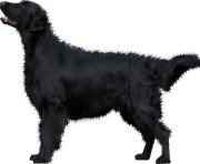 34 dog png image picture download dogs