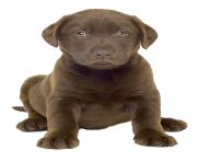 35 dog png image