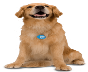 39 dog png image