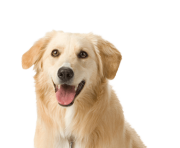 68 dog png image