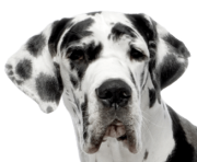 1 dog png image picture download dogs