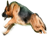 17 dog png image