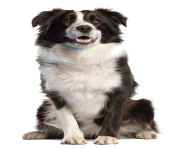 Border Collie PNG Transparent Image