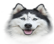 Husky PNG Photos