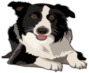 Border Collie PNG Clipart