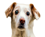 Dog Face PNG Image