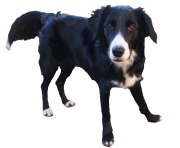 Border Collie Transparent Background