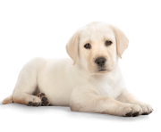 Golden Retriever Puppy PNG Photos